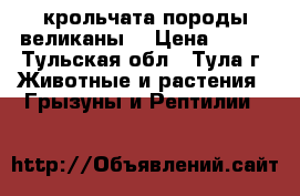 крольчата породы великаны. › Цена ­ 900 - Тульская обл., Тула г. Животные и растения » Грызуны и Рептилии   
